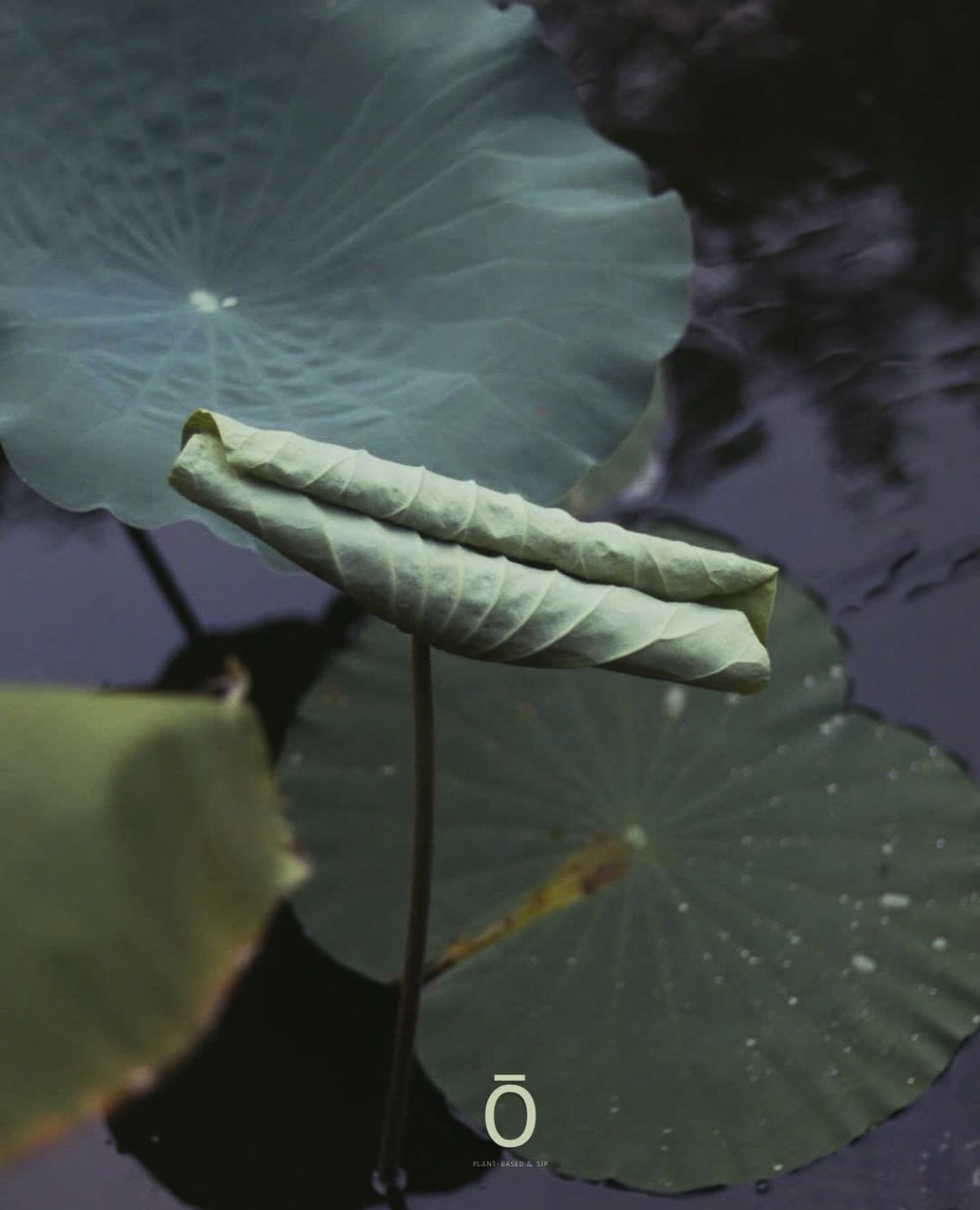 A young lotus leaf, still curled, rising between open lotus leaves on a still pond